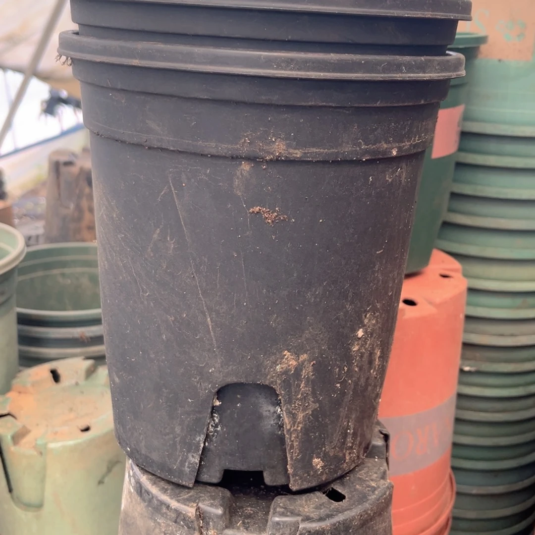 旧口径18高19黑加仑盆10个