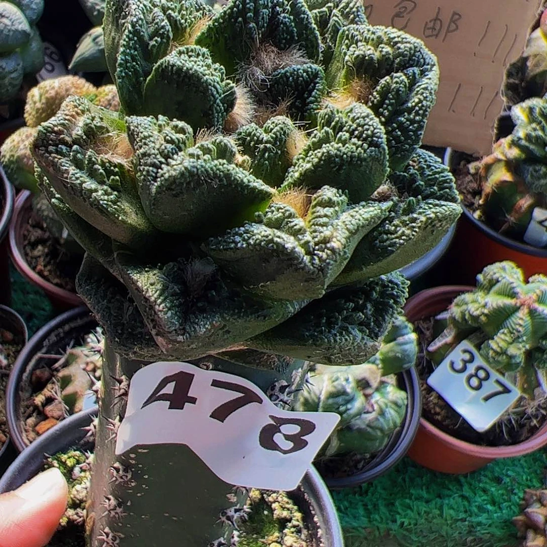 无花朵勃氏辛顿牡丹478