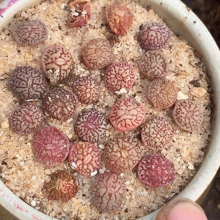 墨小锥一颗