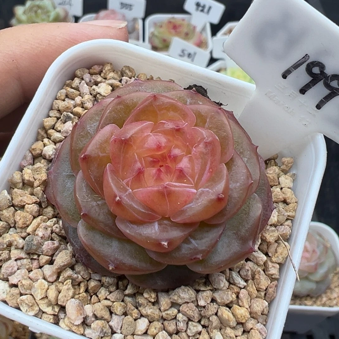 199号知夏 晗雨多肉