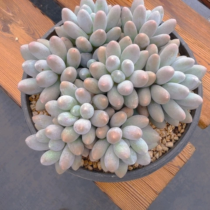 耳***红耳朵红寄养汤圆1111