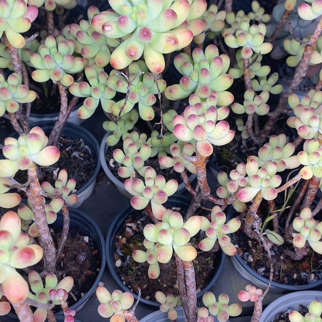 团。乙女心不售后。福利多多