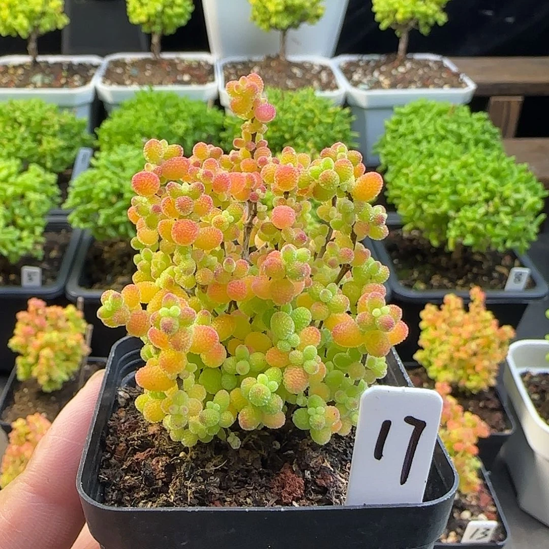蜜橘糖球一物一拍