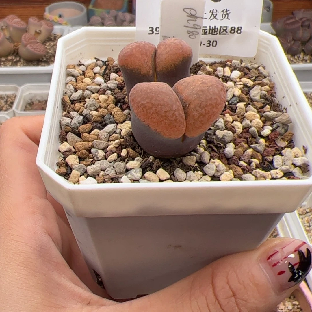 阳***肉0296号 Eh980多肉植物