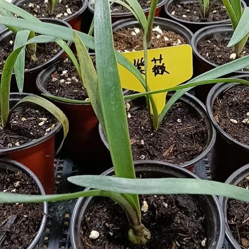 柠***檬无花朵紫薇1+发10个