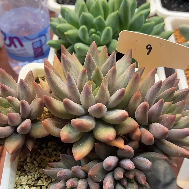 小***猪9水晶球多肉植物一物一拍