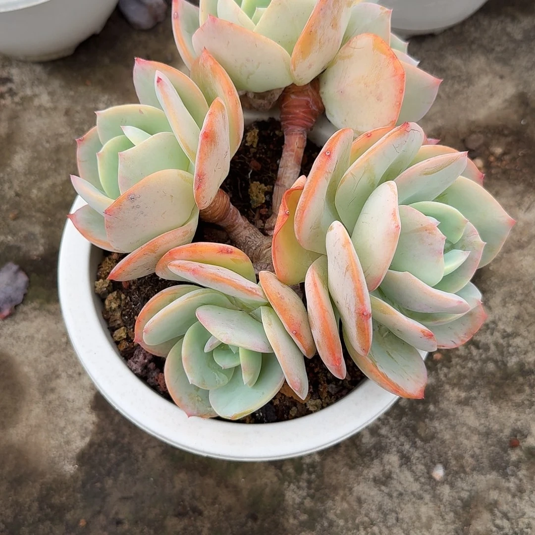 瑾***～白凤多肉植物一颗