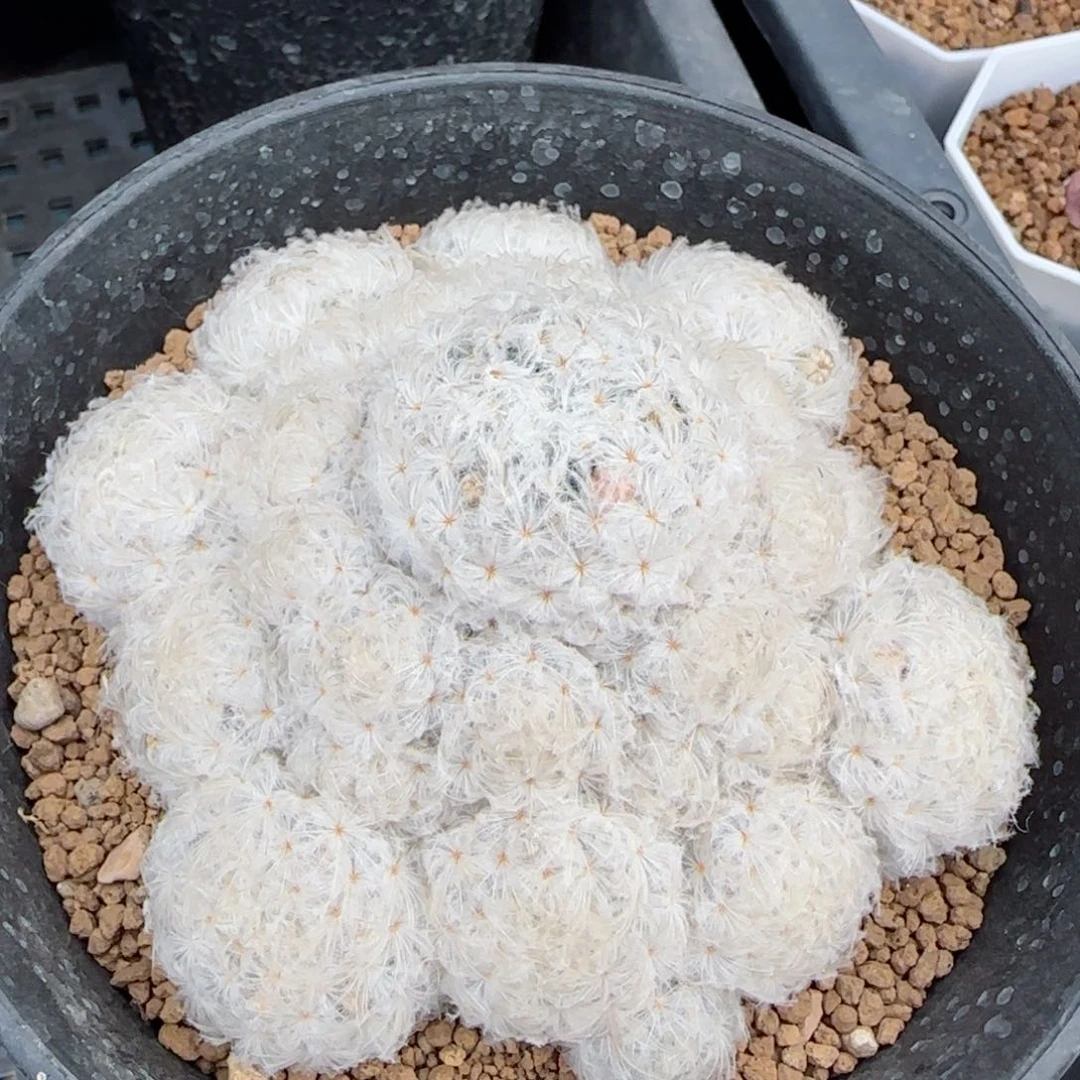 实生日系鹤丽玉白星多肉0000