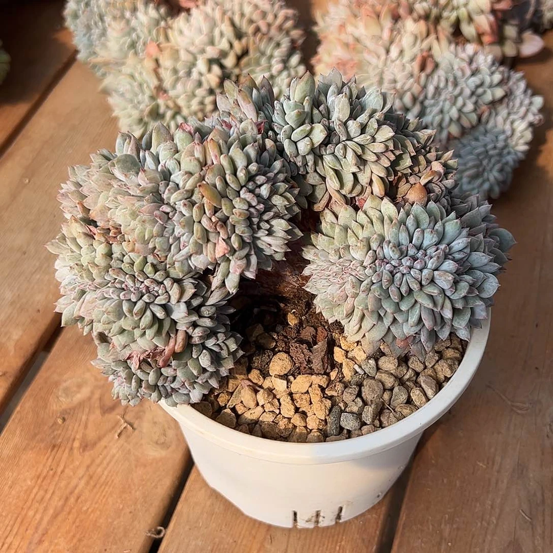 晶*511-21星影缀化