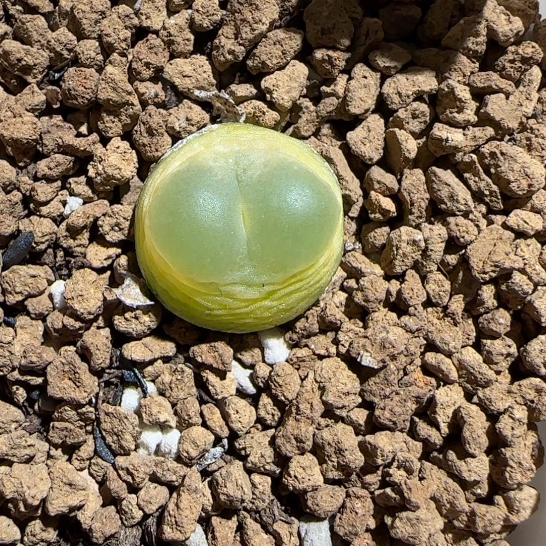 肉锥多肉植物组合-日式拉登1581