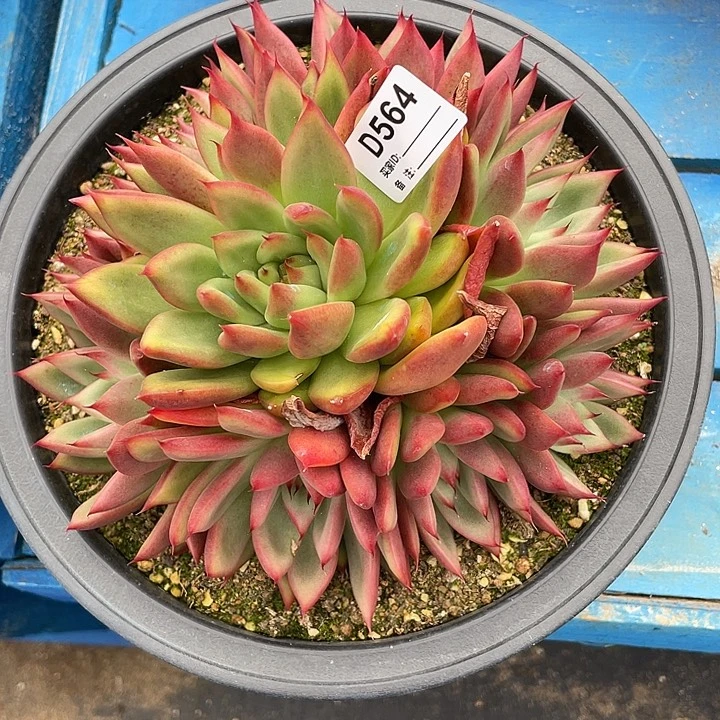 若如东云单拍D564