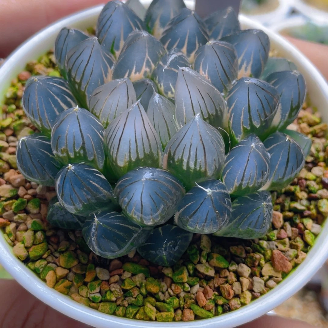 54.十二卷蓝光霓虹灯玉露锦。