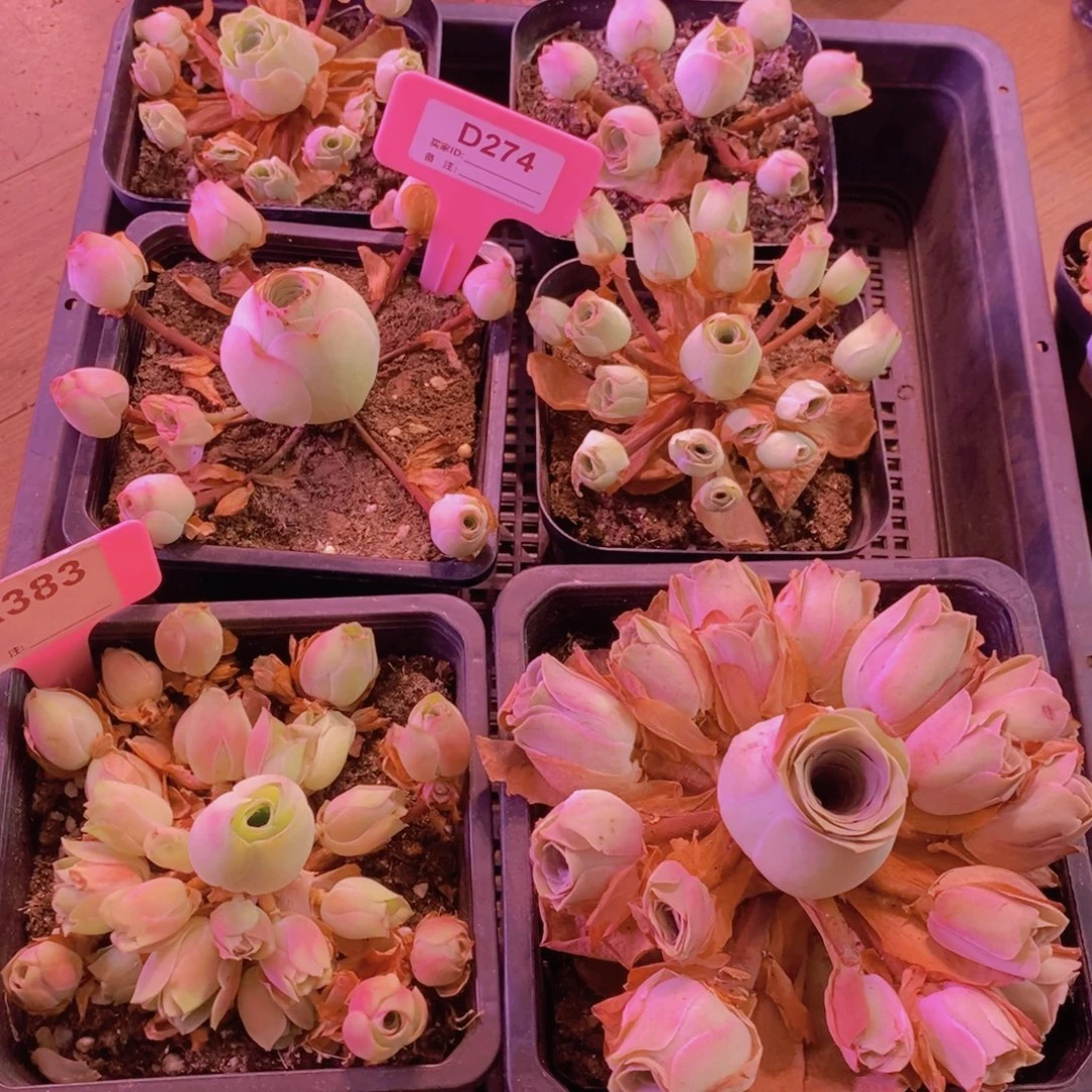 放***牛山地玫瑰一物一拍274