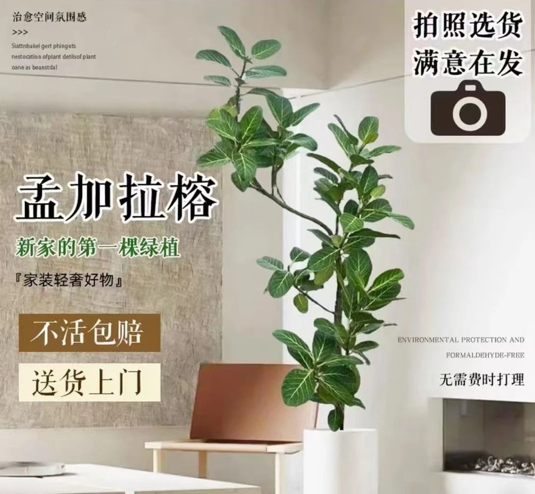 网红榕盆栽室内落地绿植四季可种好养护