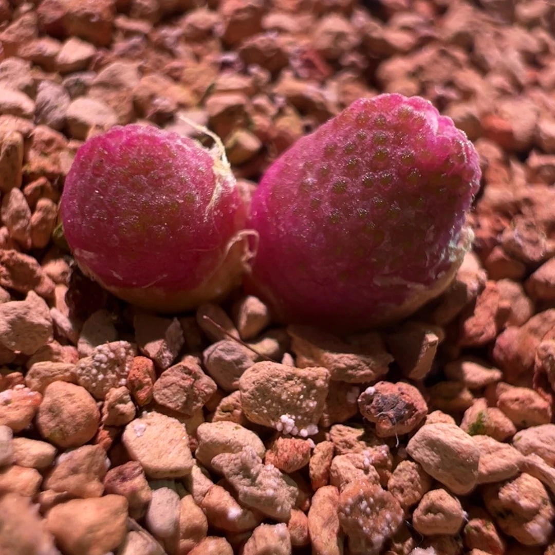 Y****此0108，蟠桃斑马，肉锥植物