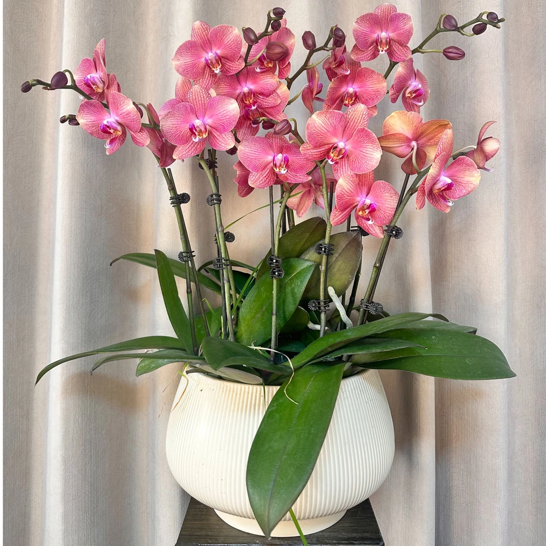 【三文鱼】精品蝴蝶兰 粉红色花型 室内精品观赏 真花