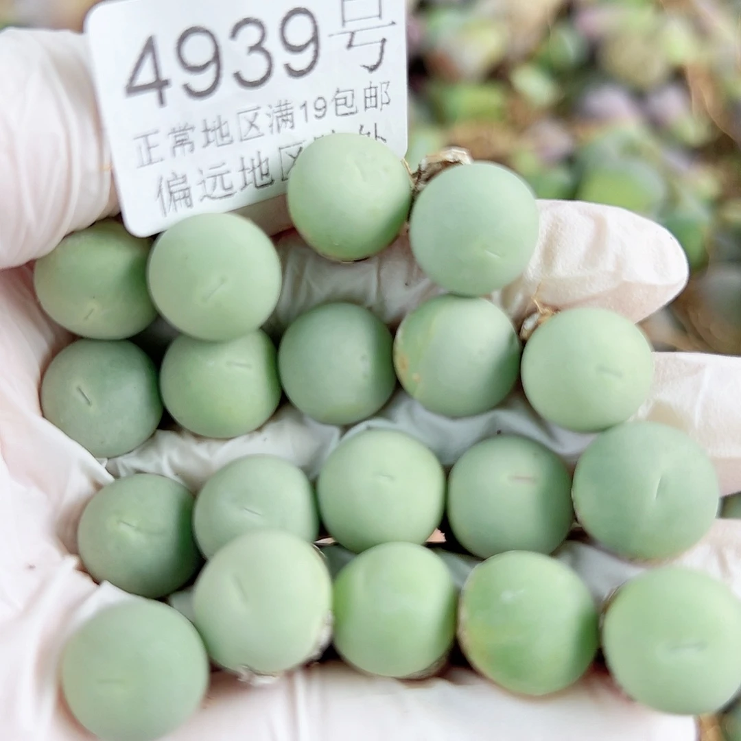 4939两年鸽子蛋20个1cm左右比较小特价出