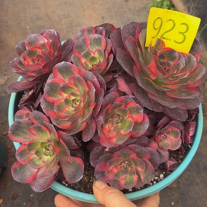 多肉植物福利923个