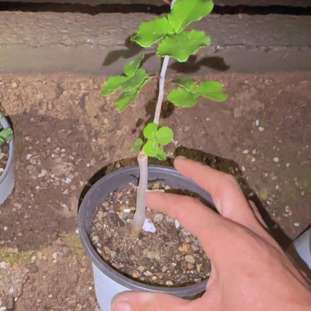 芬***蛮块根植物块根植物