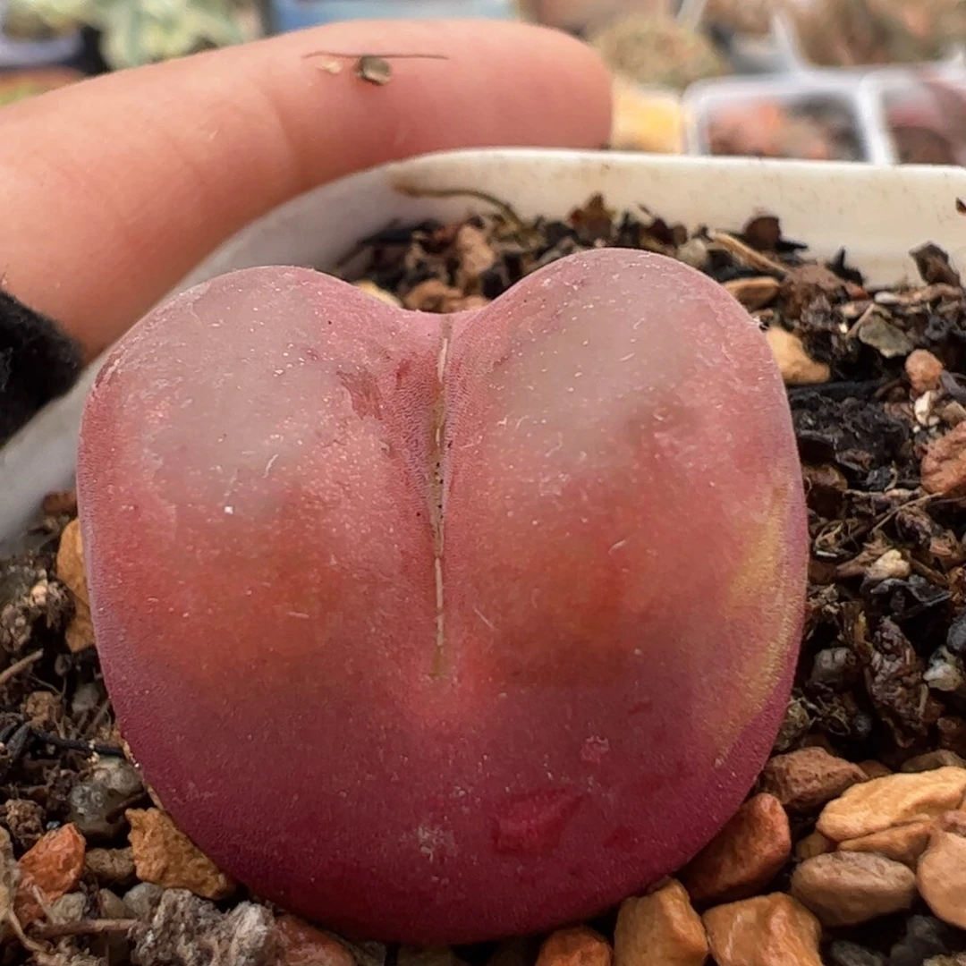 红宝石多肉植物百科600