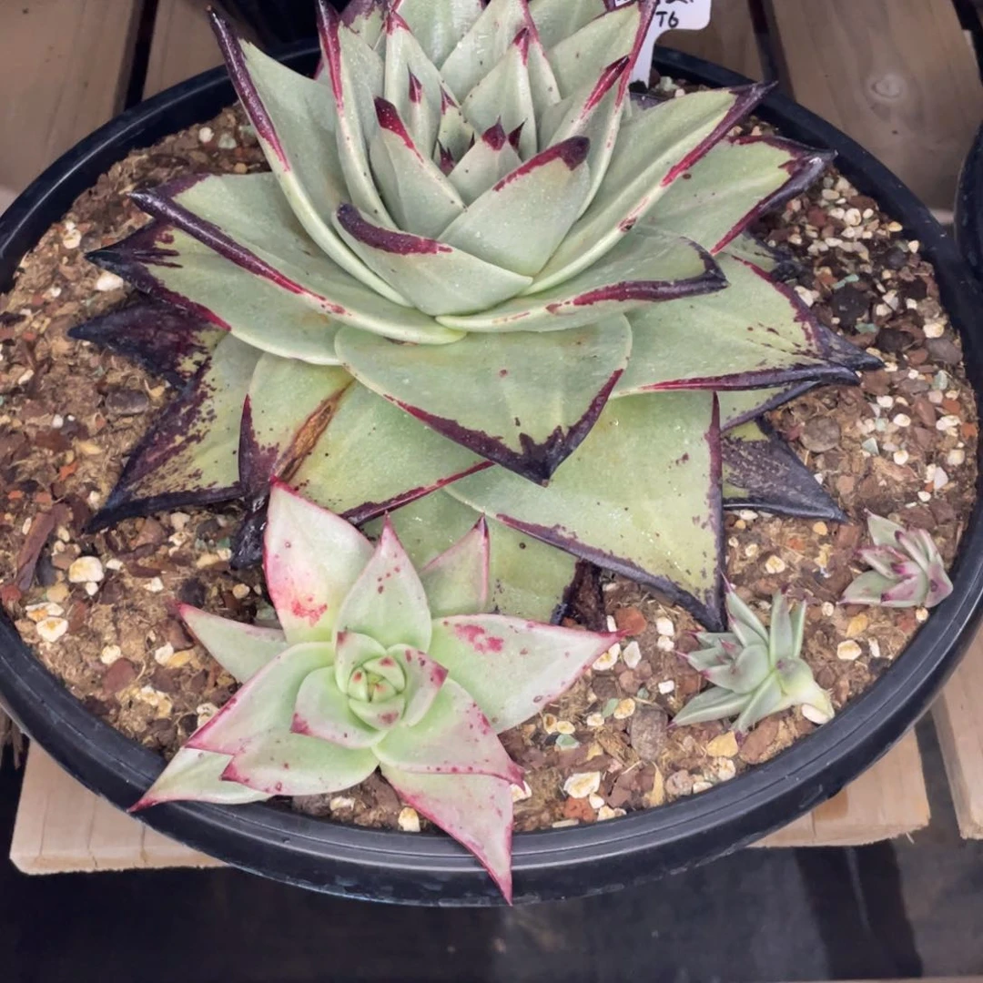 ༄***࿐多肉植物，山人园艺