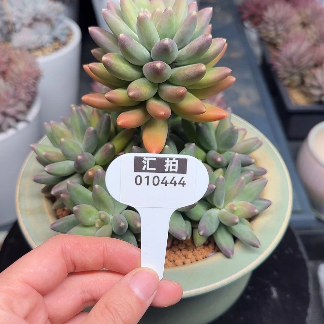 精品多肉植物010444