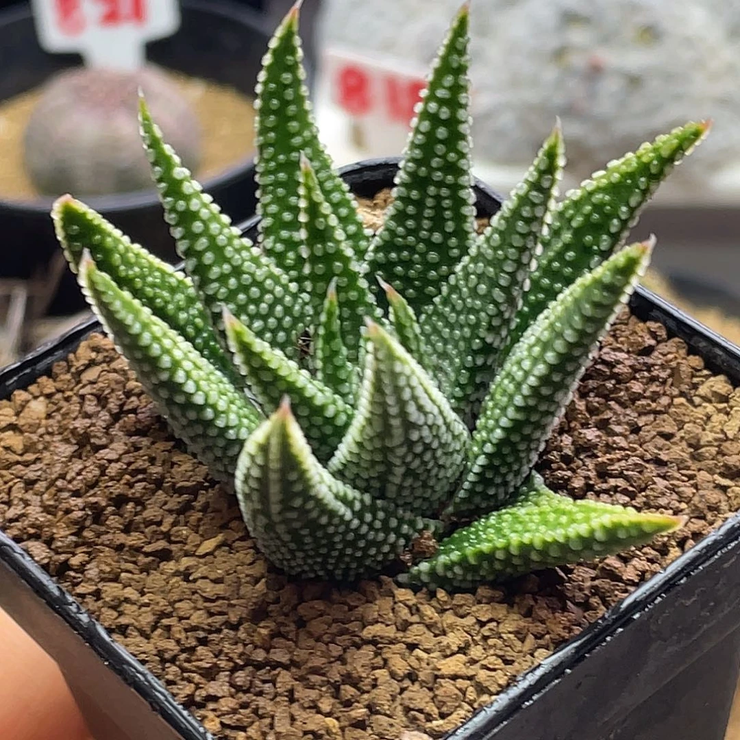 实生丸叶钱型密尤地上星