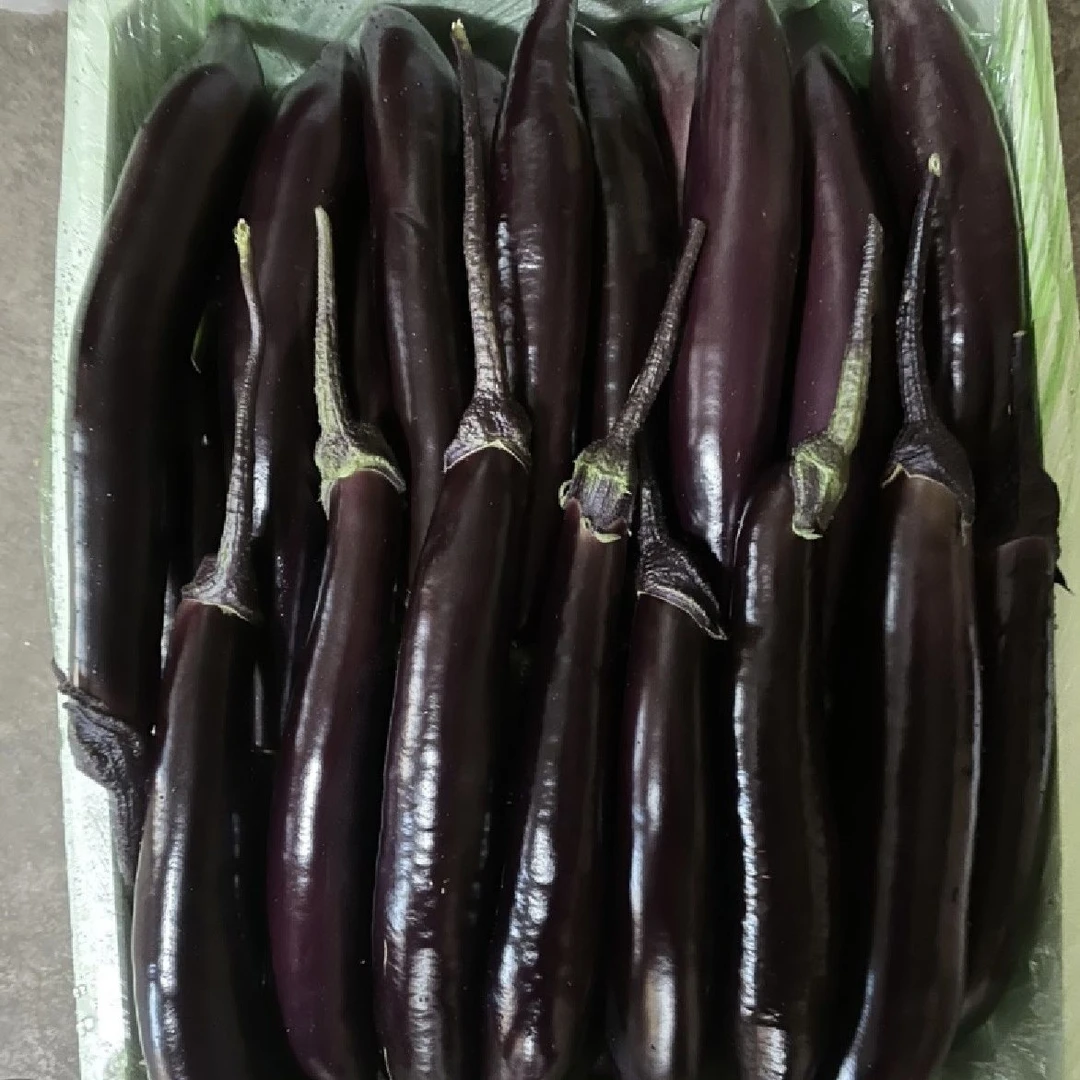 东北农家自种新鲜紫茄子现摘现发口感鲜美