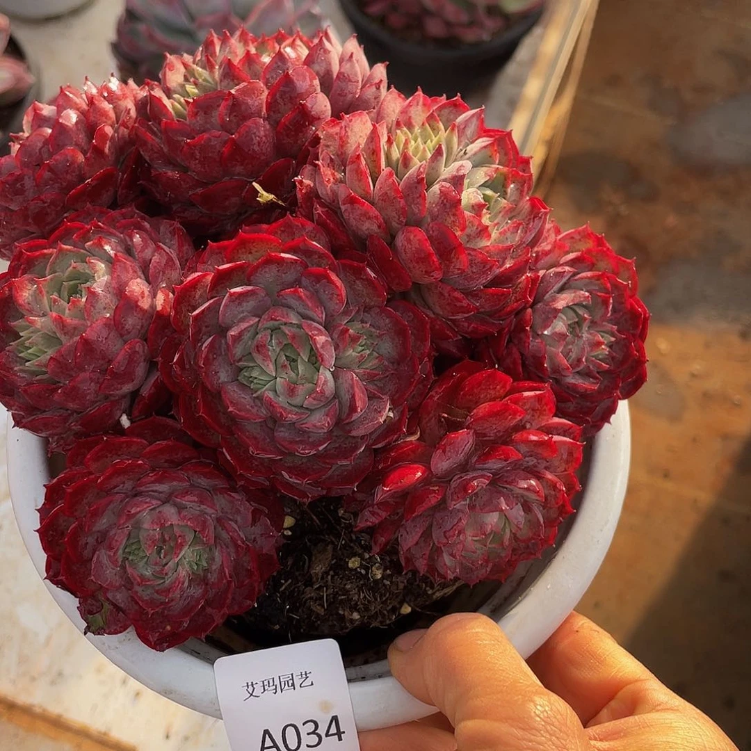 朱砂痣034 多肉多肉多肉