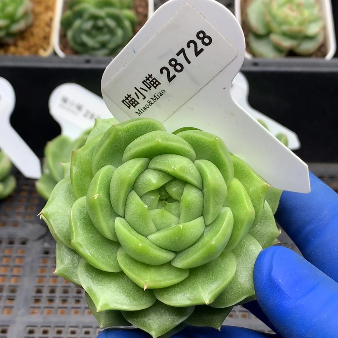 多肉植物杂交珍妮