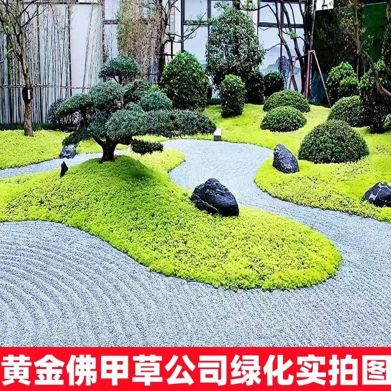 佛甲草盆栽多肉黄金万年草盆栽耐寒耐热地被植物好养四季常青