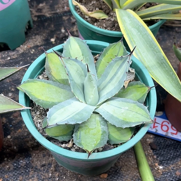 虚空藏浅中班龙舌兰系列