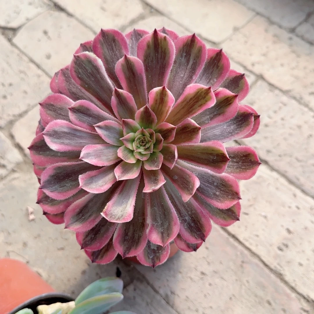 无花朵红铜超白特价