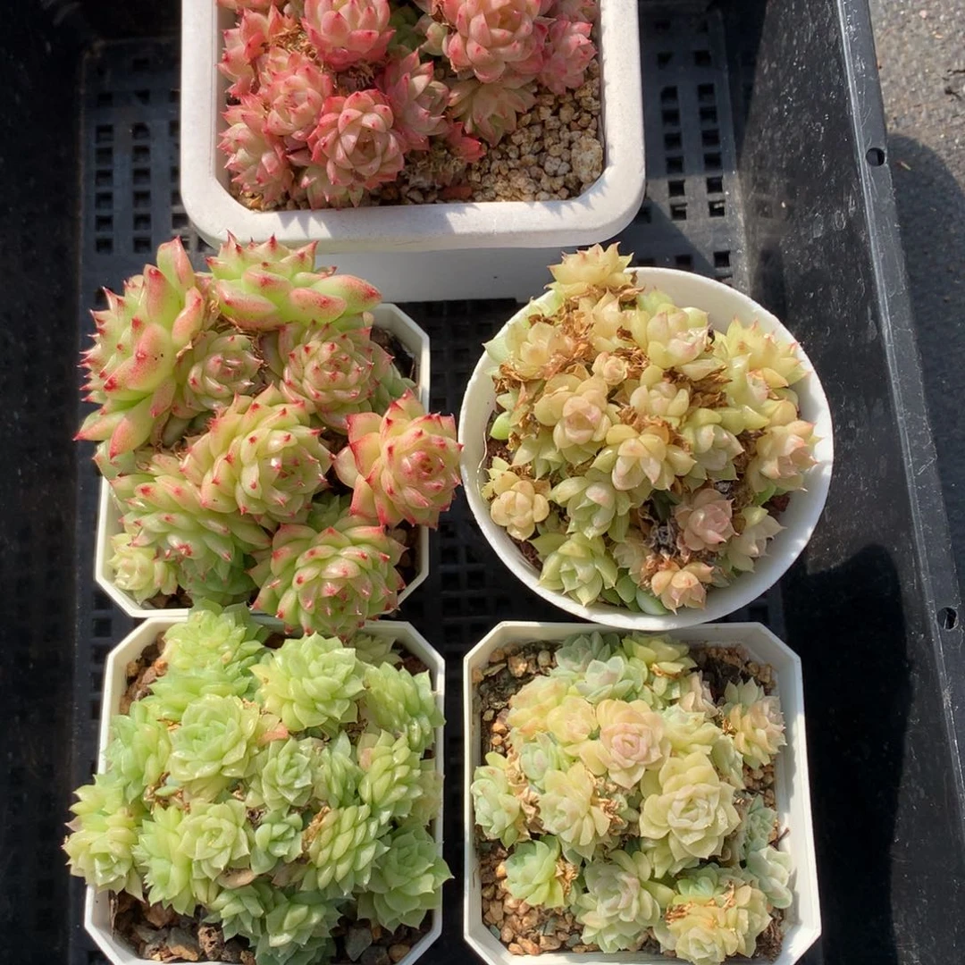 1111-28 套餐一组