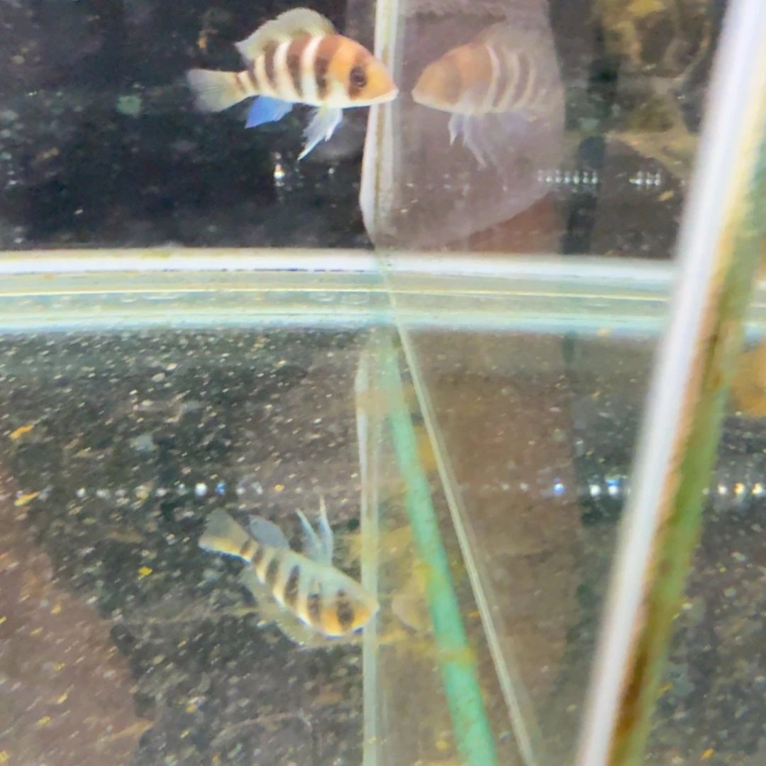7***7海水854布隆迪弓背