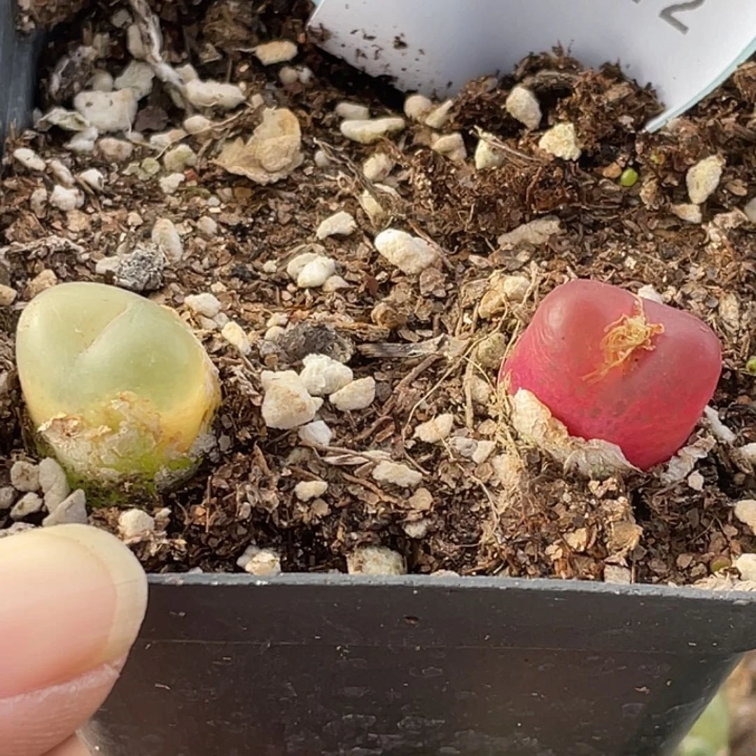 27-72毛毛多肉植物