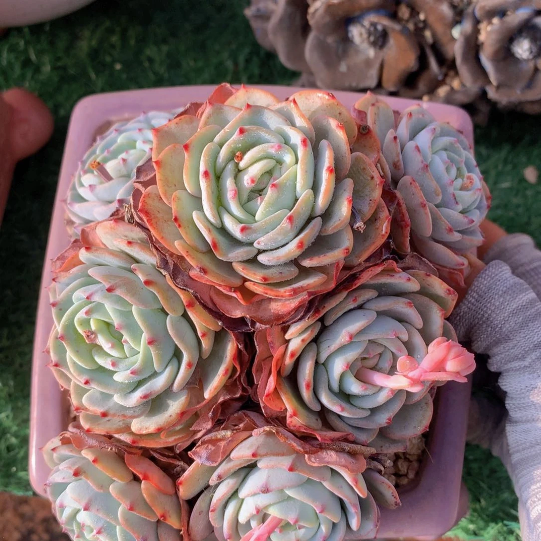 勃朗峰15 一物一拍