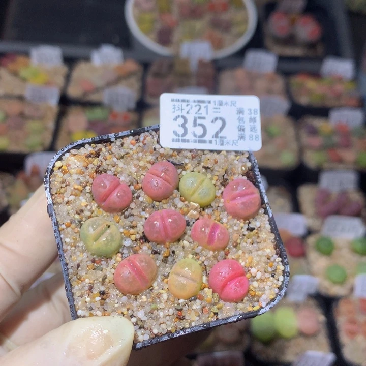 肉***宠精品生石花221.352