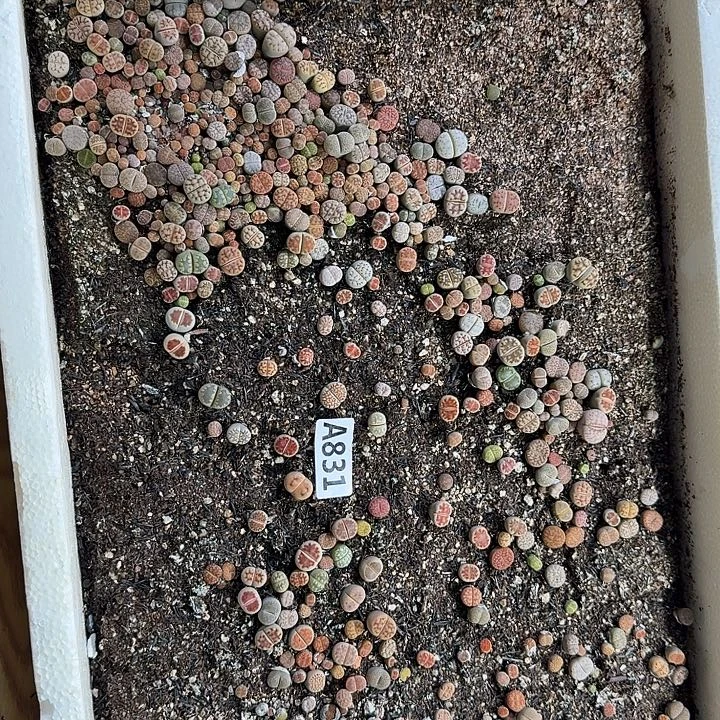 生831石花整筐脱土发货
