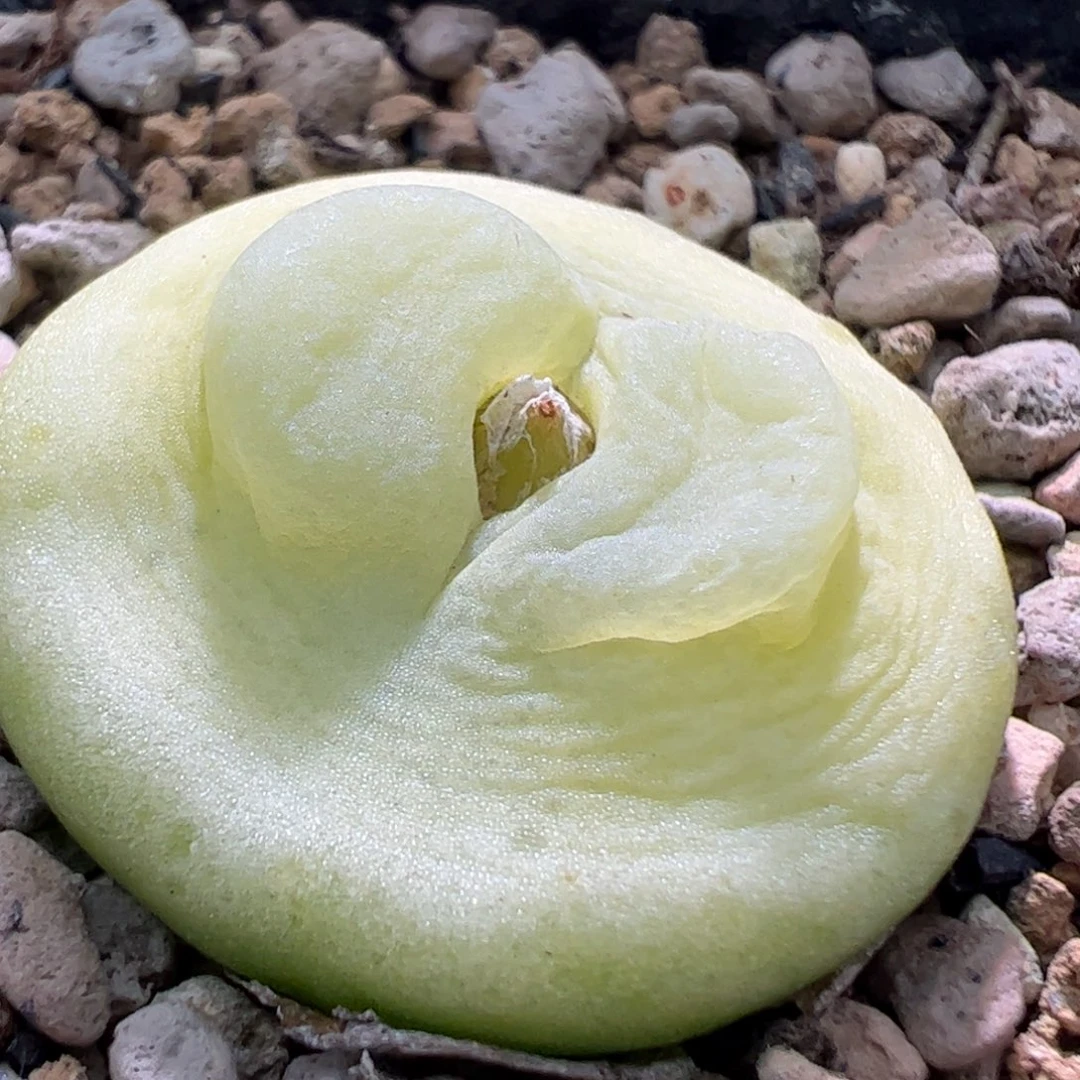 我***名拉登2.6厘米一颗19。