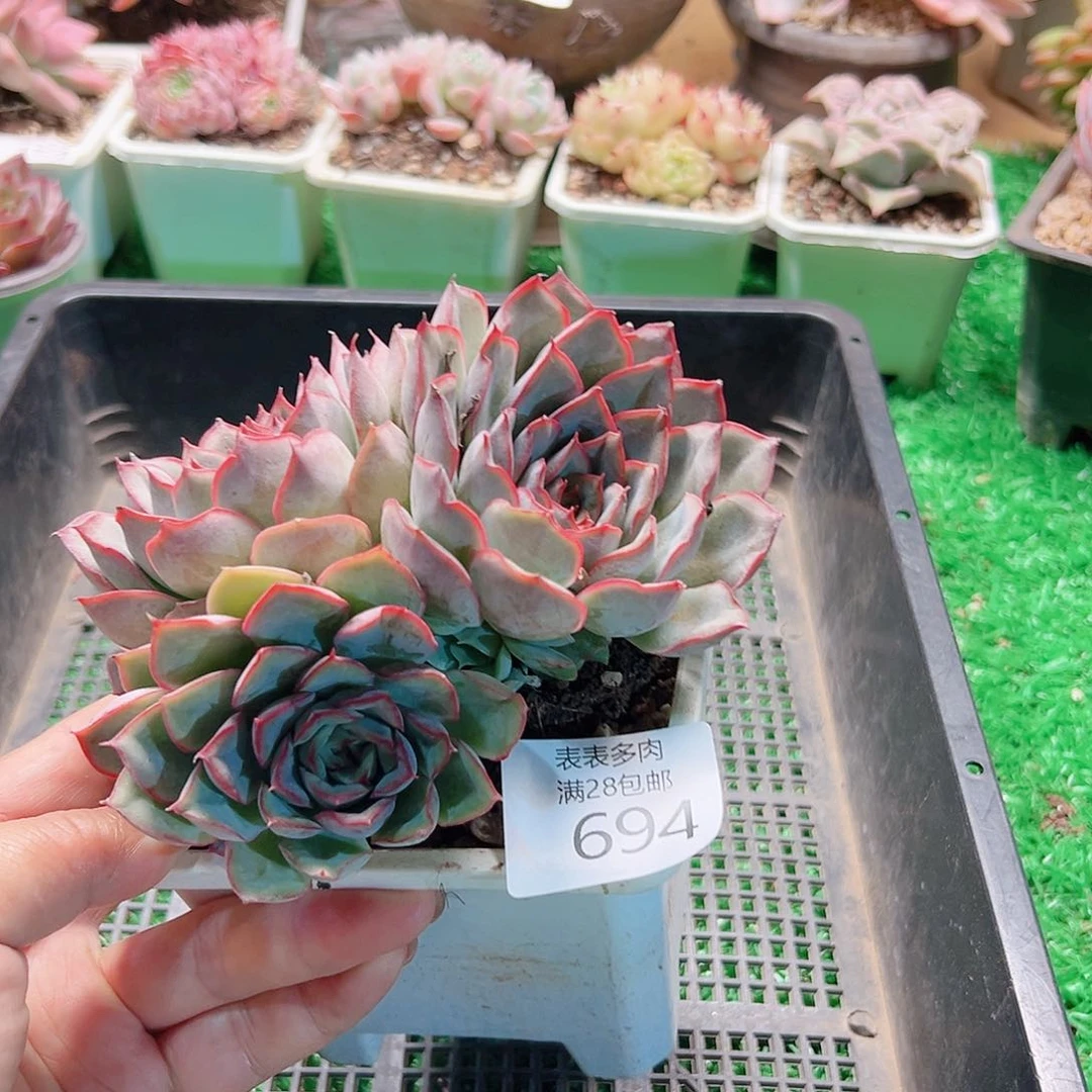 无花朵多肉一物一拍694