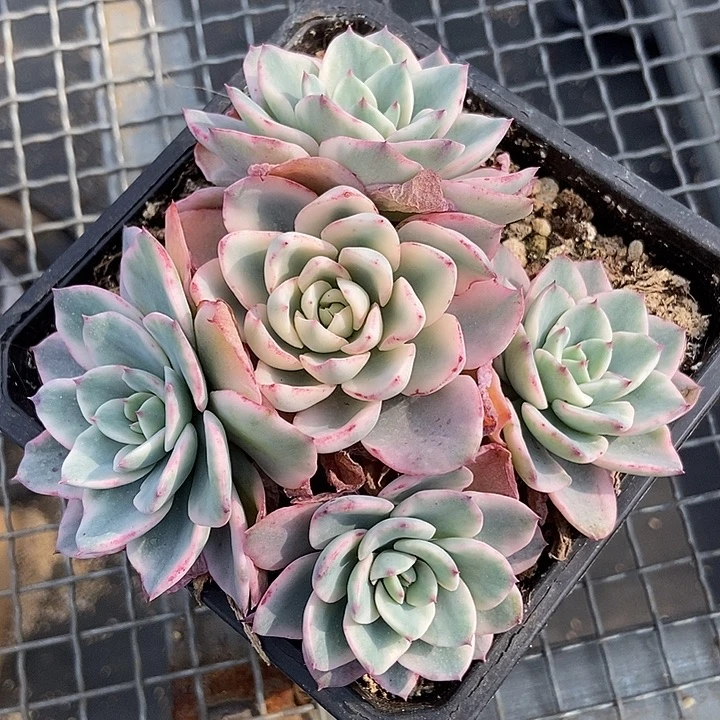 奶油黄桃锦 带宽锦头