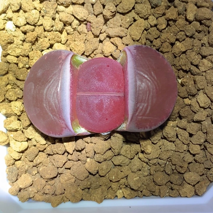 精品多肉植物精品全窗酒红紫勋