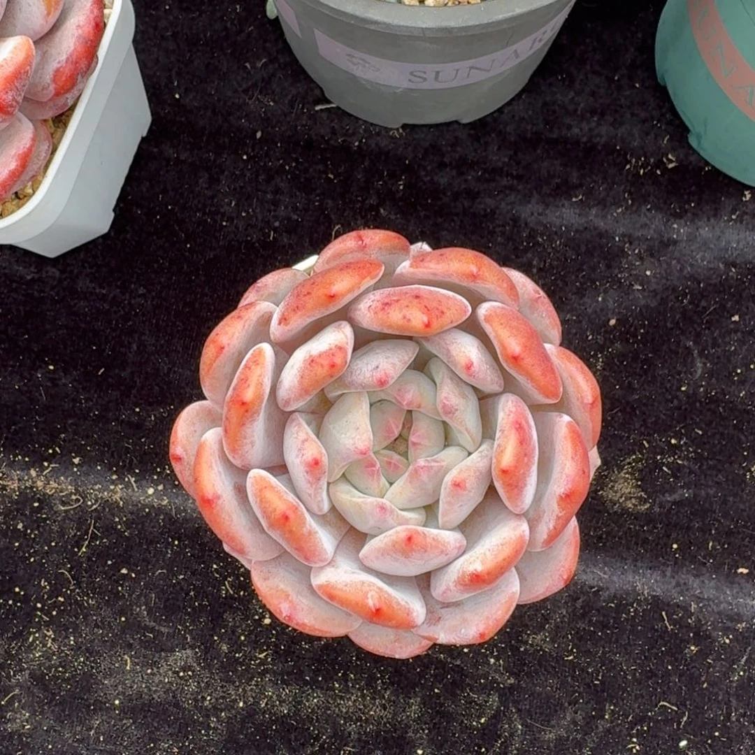 平***乐30颗小单头，专拍链接