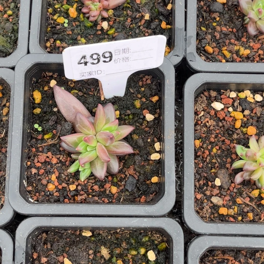 太***o莉莉斯多肉植物小苗499