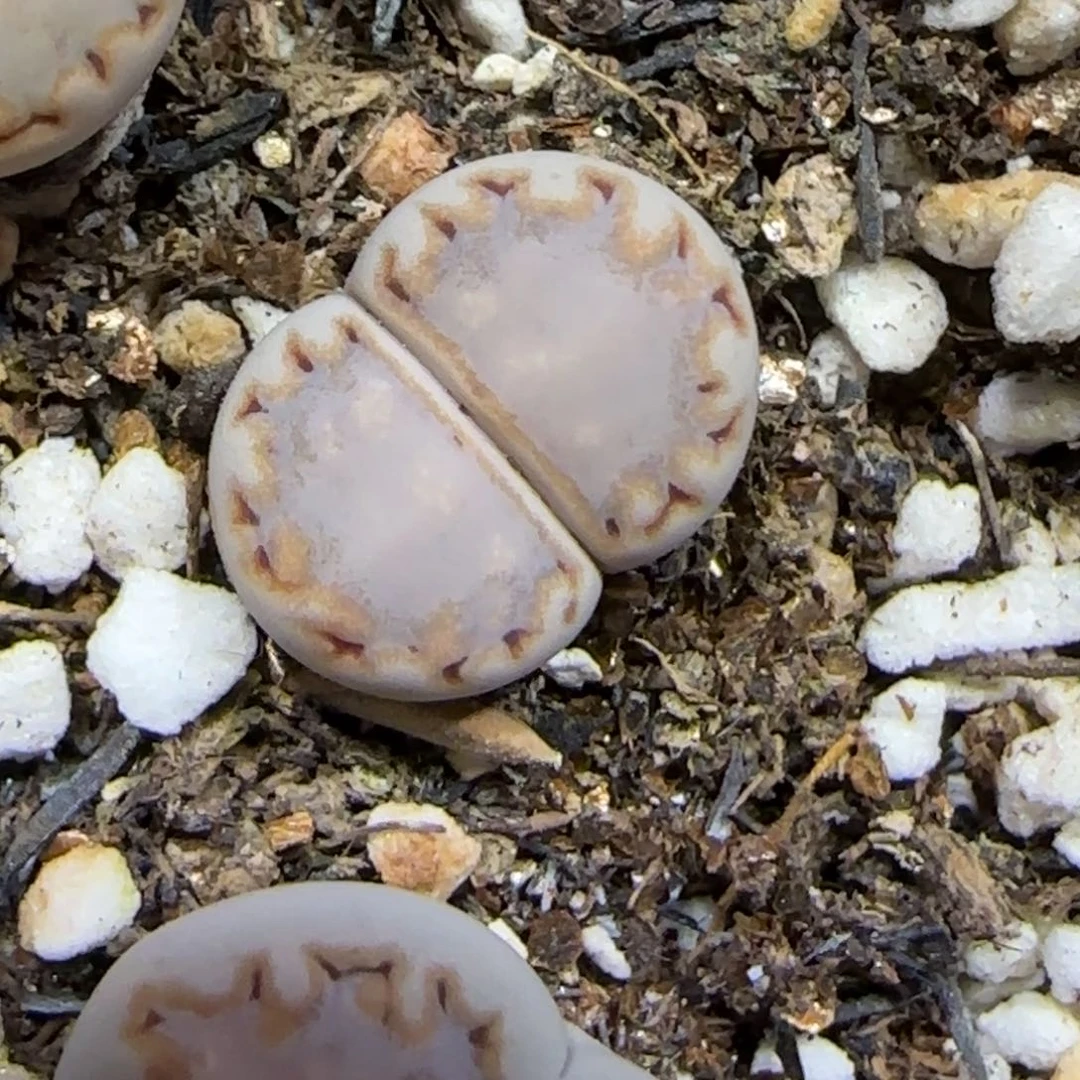 7.5。 浅灰色217。9062