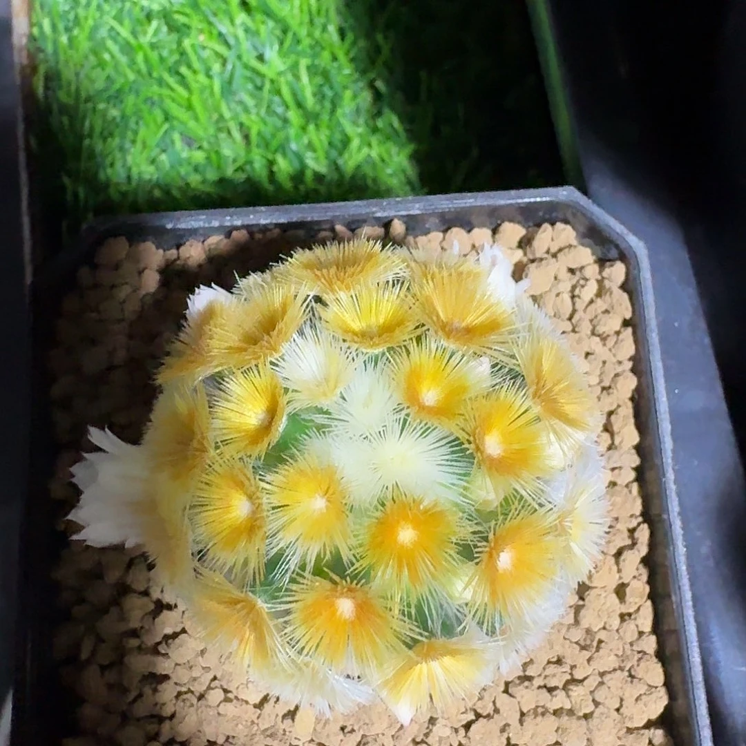 嘉文100卷叉子……