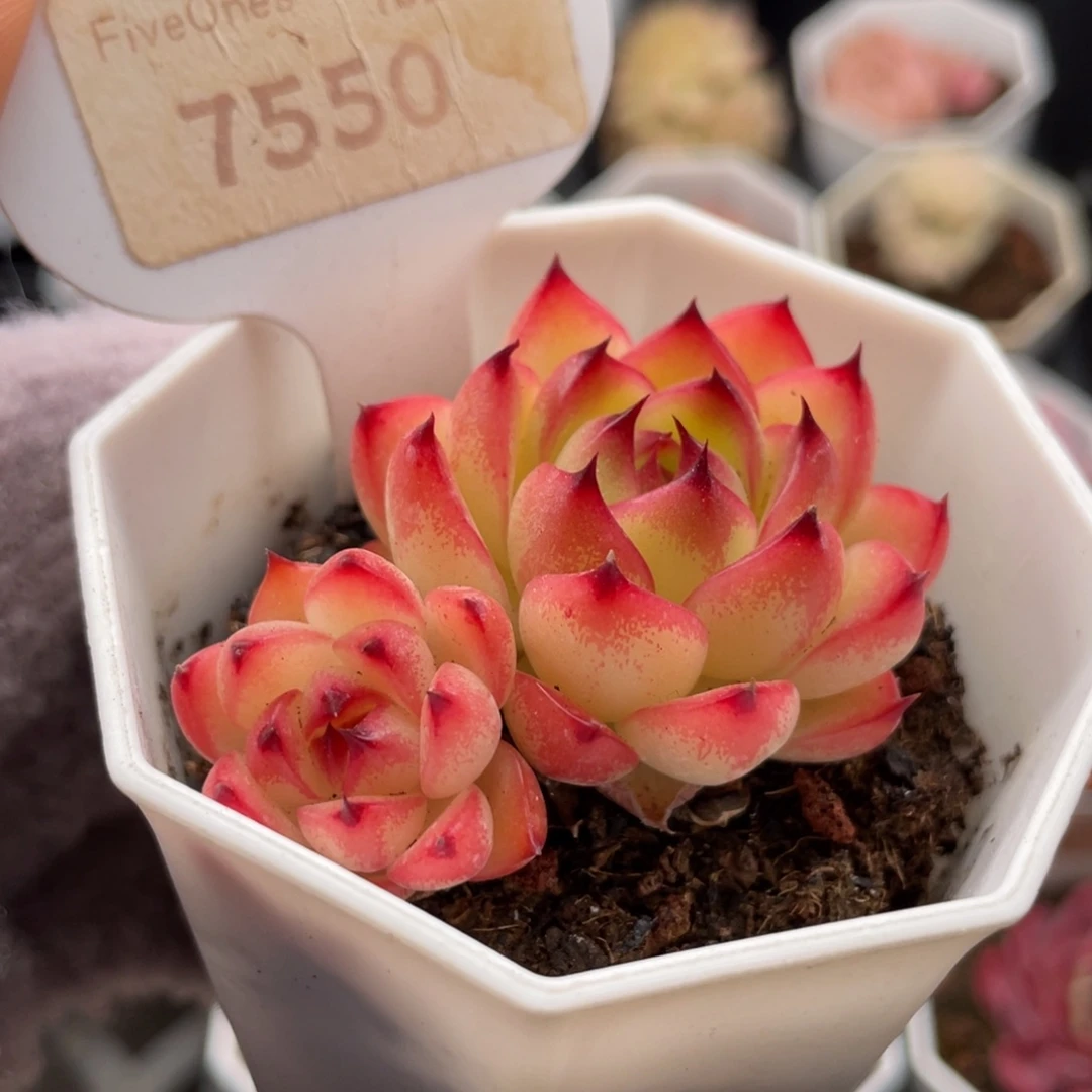 月亮石7550-5.5厘米