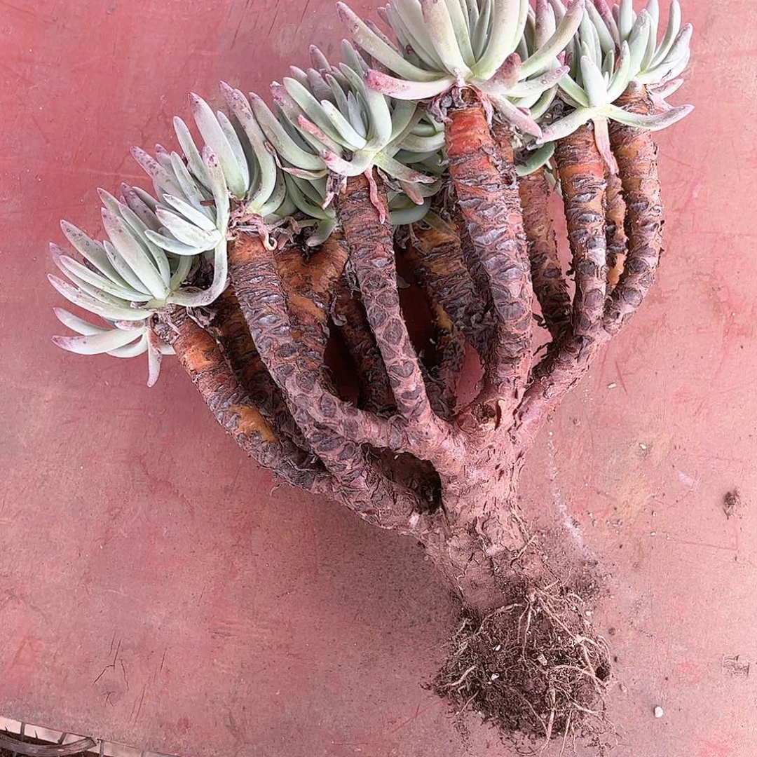 6044瑕疵仙女杯多肉