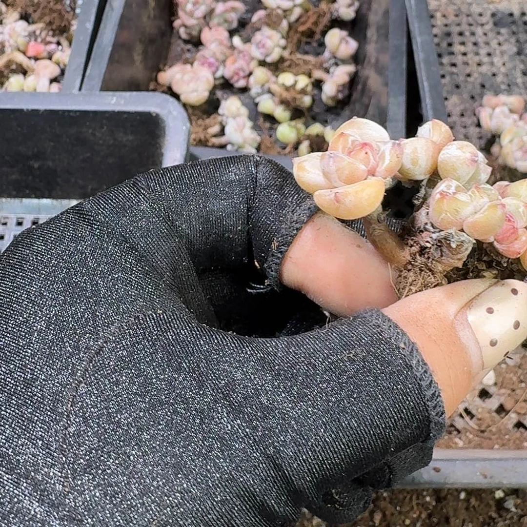 C***C494 号到手1粒颗江北多肉